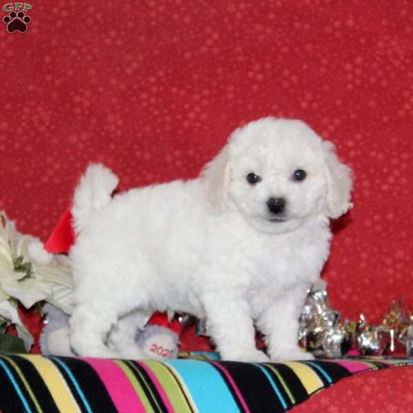 Jeremy, Bichon Frise Puppy